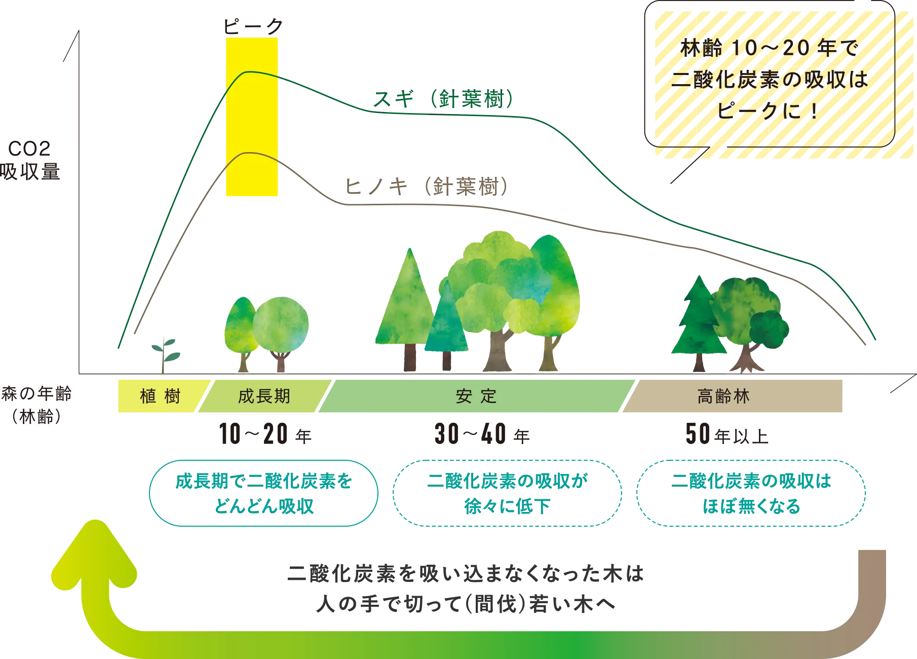 木を切ることで温暖化対策に